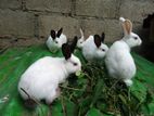 Rabbits