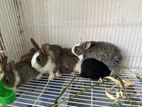 Rabbits