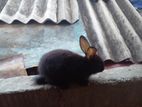 Rabbits