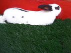 Rabbits
