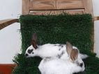 rabbits