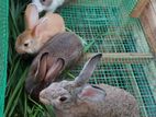 Rabbits