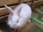 Rabbits