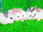Rabbits