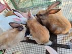Rabbits