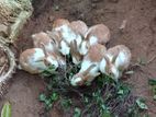 Rabbits