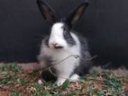 Rabbit