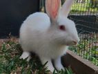 Rabbit