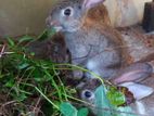Rabbits