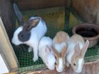 Rabbits