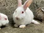 Rabbits