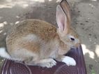 Rabbits