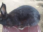 Rabbits