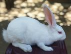 Rabbits