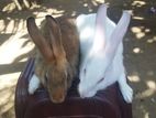 Rabbits