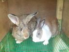Rabbits