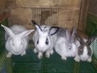 Rabbits
