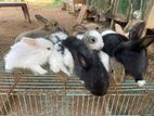Rabbits