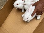 Rabbits