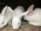 Rabbits