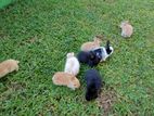 Rabbits / හා පැටවුන්
