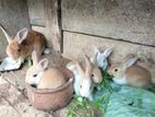 Rabbits