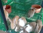 Rabbits
