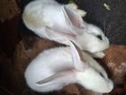 Rabbits
