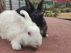 Rabbits