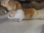 Rabbit