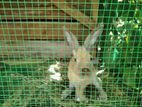Rabbits for Kind Home