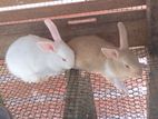 rabit
