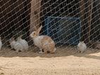 Rabbits