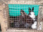Rabit