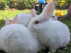 Rabbit