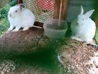 Rabbits