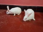 Rabbits
