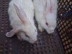 Rabbits