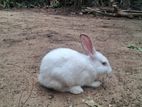 Rabbits