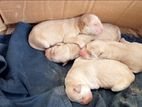 Labrador Puppies