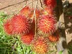 රබුටන්