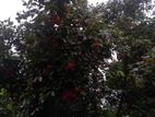 Rabutan