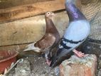 Raching Pigeons