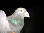 Racing Homer Pigeon