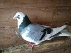 Racing Homer Pigeon