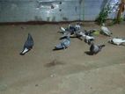 Racing Homer Pigeon