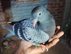 Pigeons
