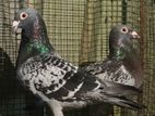 Racing Homer Pigeons