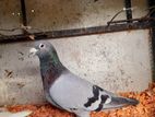 Racing Homer Pigeon