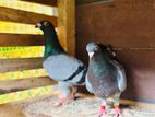 Racing Homer Pigeon